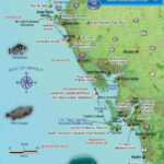 Southwest Florida Fish Card Florida Fish Sanibel Island Florida Map