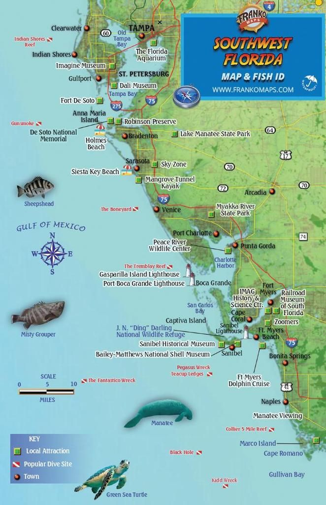 Southwest Florida Fish Card Florida Fish Sanibel Island Florida Map 
