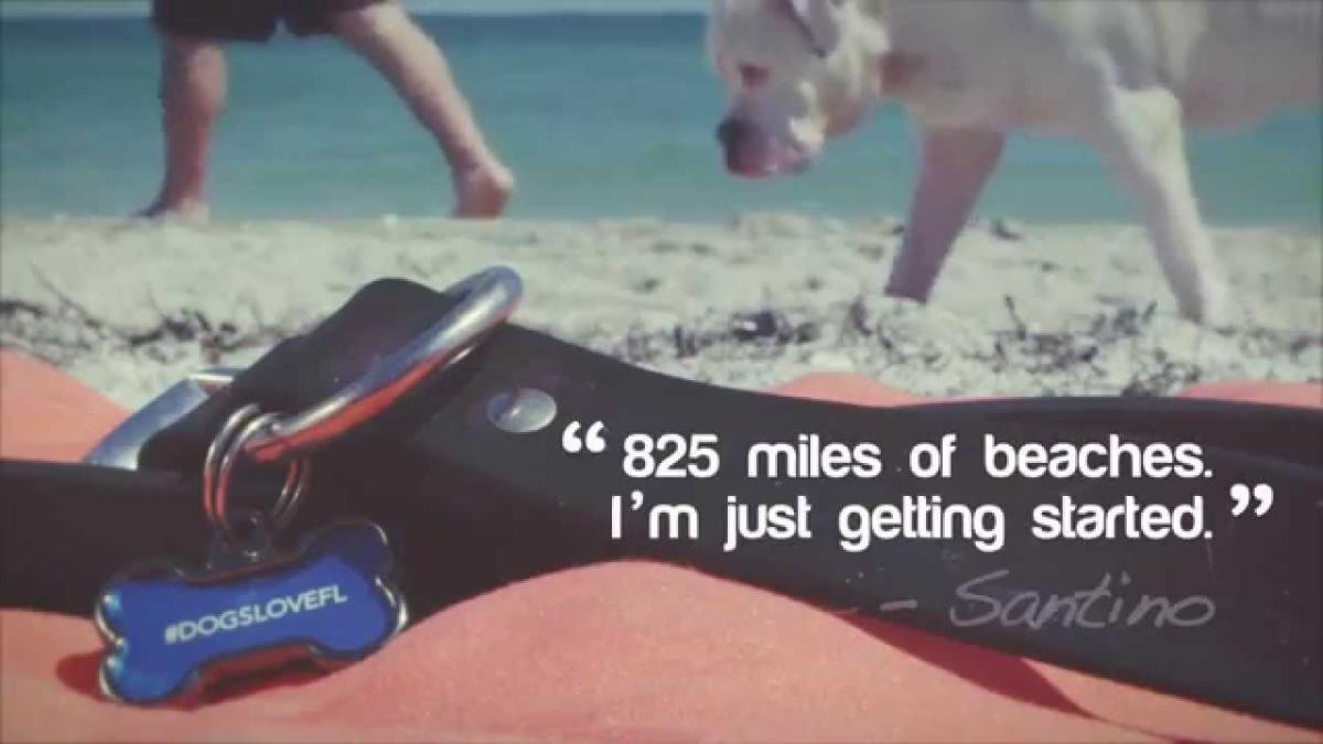 Dog-Friendly Beaches In Florida | Visit Florida pertaining to Map of Dog Friendly Beaches in Florida