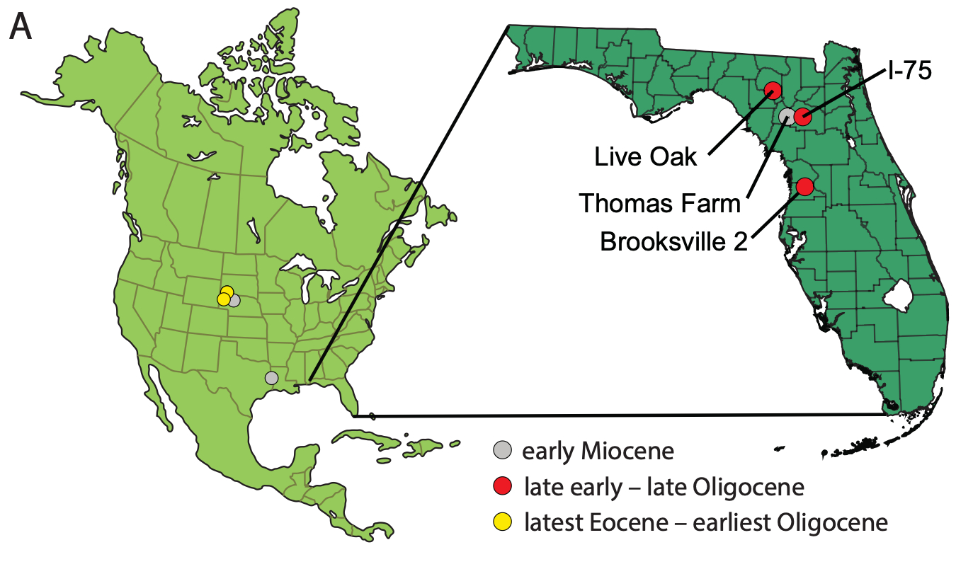 Florida Gators, But Make Them Way Older And Cuter intended for Map of Alligators in Florida