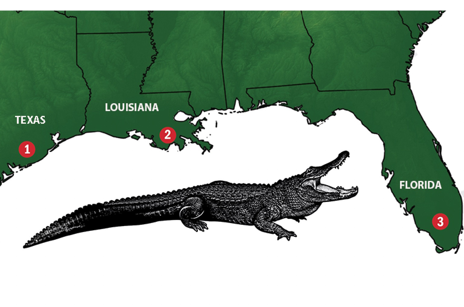 The Great Gator Comeback In America - Game &amp;amp; Fish in Map Of Alligators In Florida